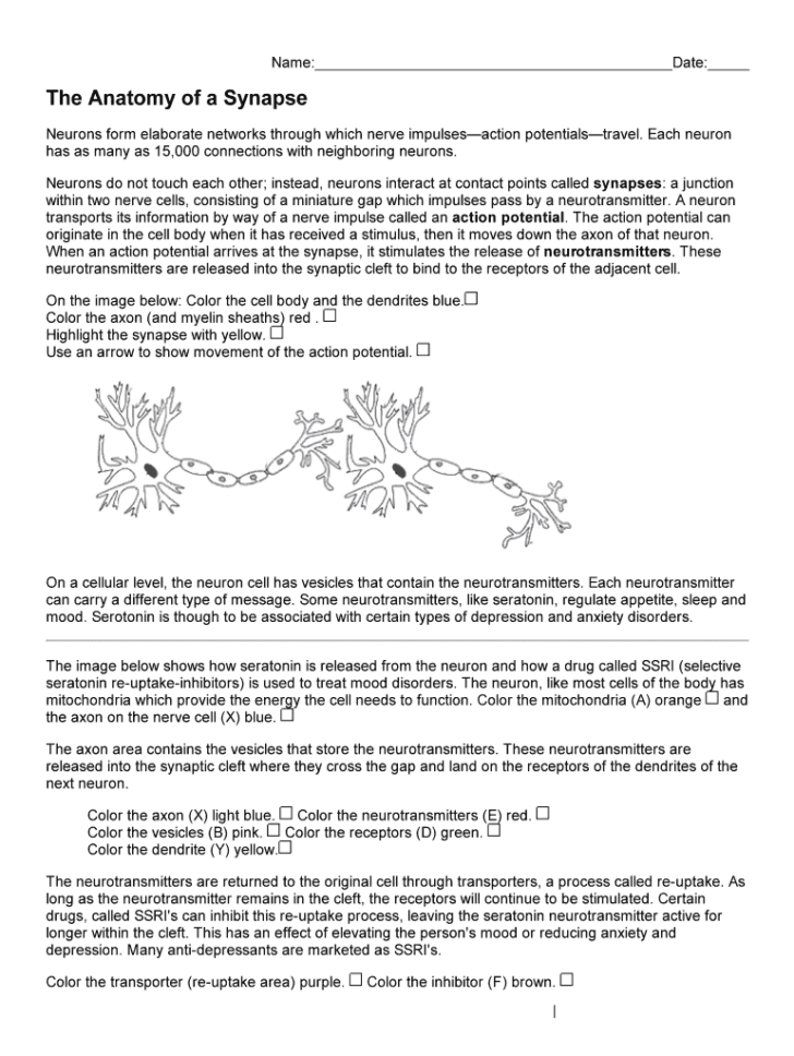 The Anatomy Of A Synapse Worksheet Answers Biology Corner