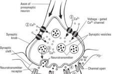 The Anatomy Of A Synapse Answer Key Pdf FuchuNavi Education Corner