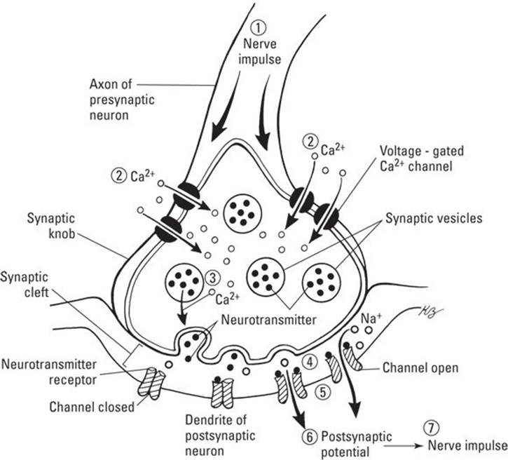 The Anatomy Of A Synapse Answer Key Pdf FuchuNavi Education Corner