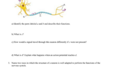 The Anatomy Of A Synapse Worksheet Answers