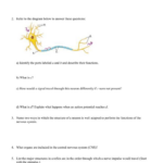 The Anatomy Of A Synapse Worksheet Answers