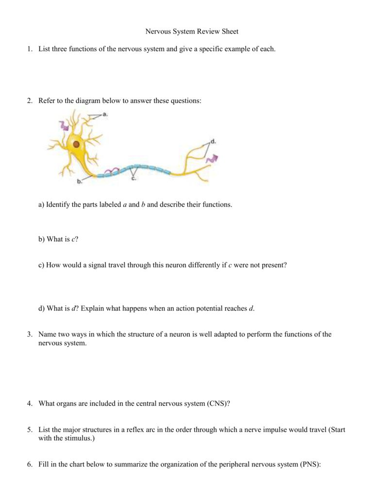 The Anatomy Of A Synapse Worksheet Answers