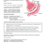 The Anatomy Of A Synapse Worksheet Answers Anatomy Drawing Diagram