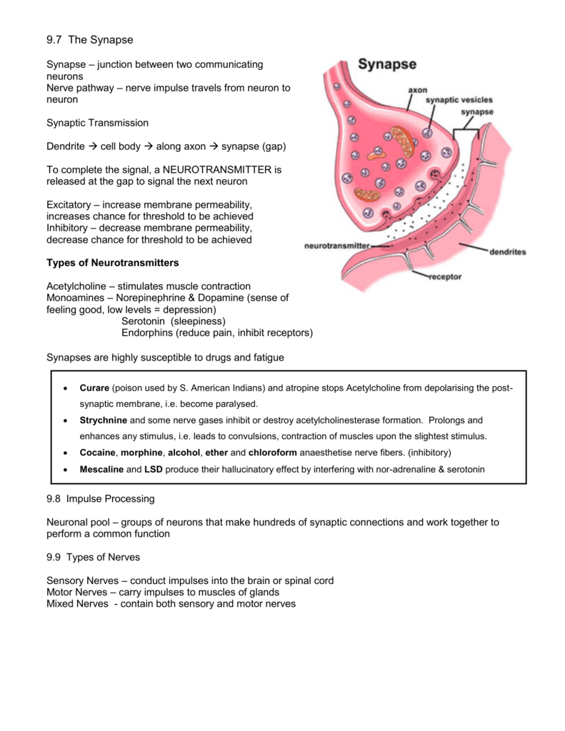 The Anatomy Of A Synapse Worksheet Answers Anatomy Drawing Diagram