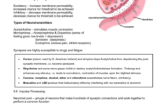 The Anatomy Of A Synapse Worksheet Answers Anatomy Drawing Diagram