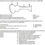The Anatomy Of A Synapse Worksheet Answers Db Excel