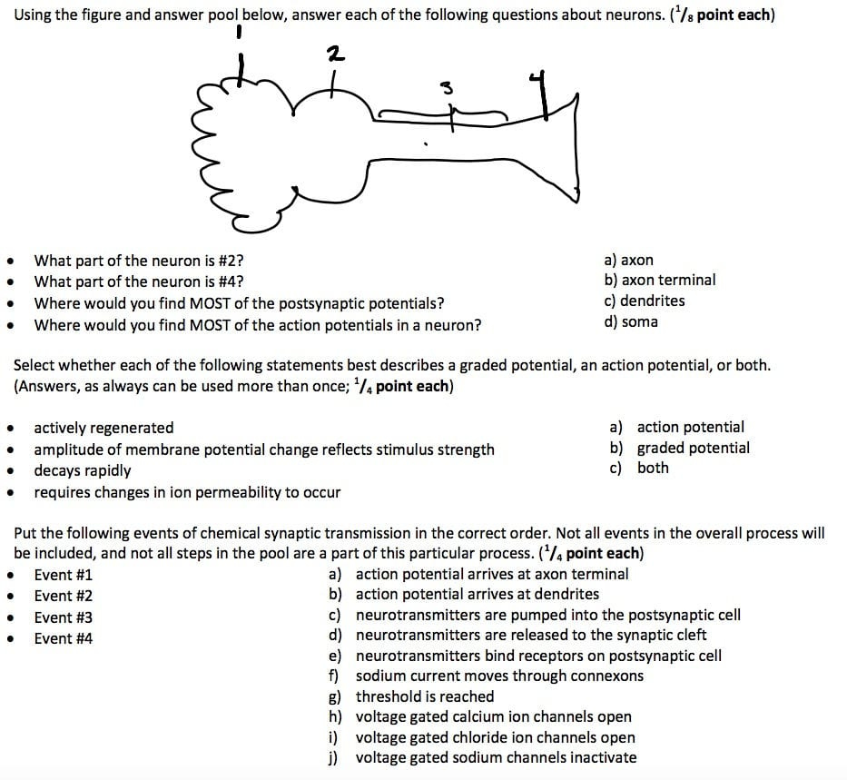The Anatomy Of A Synapse Worksheet Answers Db excel