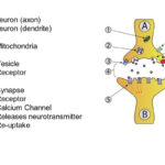 The Anatomy Of A Synapse Worksheet Answers Db Excel