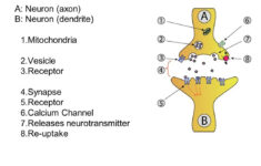 The Anatomy Of A Synapse Worksheet Answers Db excel