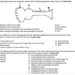 The Anatomy Of A Synapse Worksheet Key