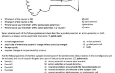The Anatomy Of A Synapse Worksheet Key