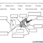 The Ear Hearing Worksheet