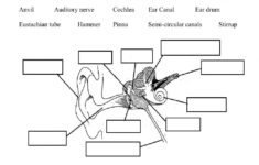 The Ear Hearing Worksheet
