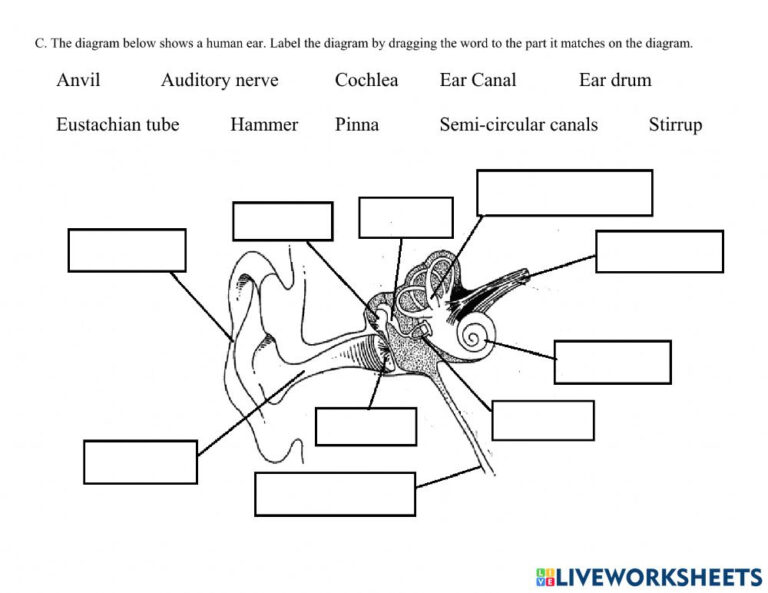 the-ear-hearing-worksheet-anatomy-worksheets