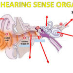 The Ear Organ Worksheet