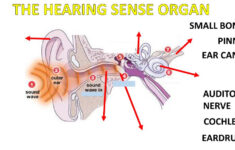 The Ear Organ Worksheet