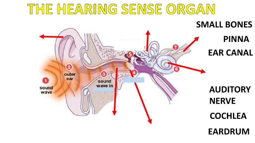 The Ear Organ Worksheet