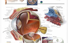 The Eye And Vision Anatomy Worksheet Answers Db excel