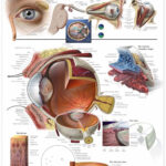 The Eye And Vision Anatomy Worksheet Answers Db Excel
