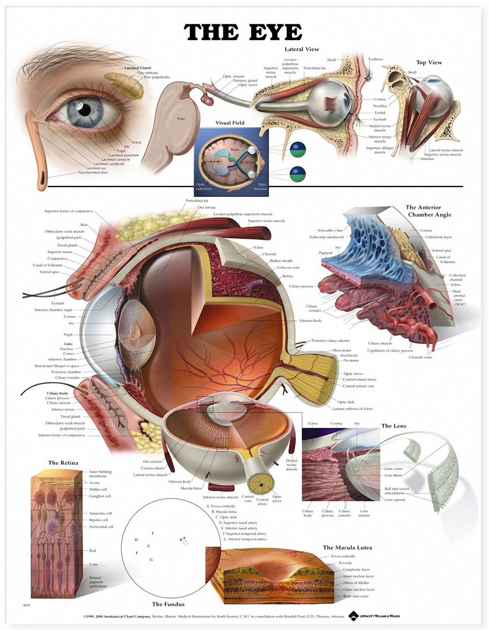 The Eye And Vision Anatomy Worksheet Answers Db excel