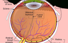 The Eye And Vision Anatomy Worksheet Answers Excelguider Human