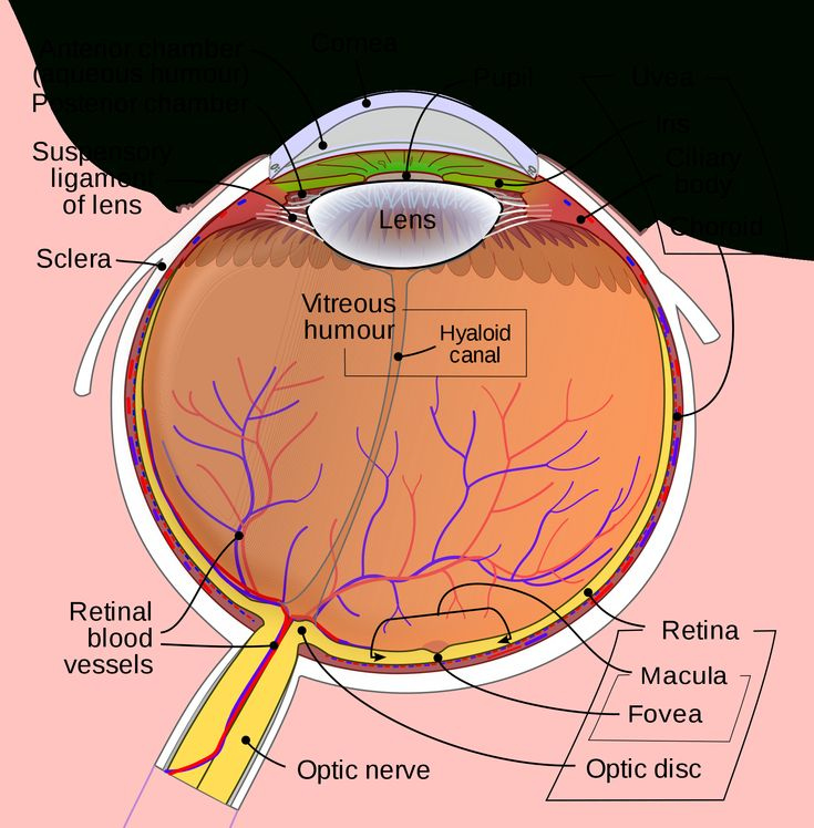 The Eye And Vision Anatomy Worksheet Answers Excelguider Human 