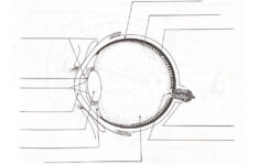 The Eye Online Worksheet