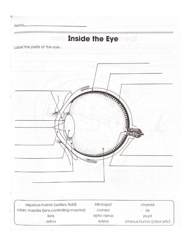 The Eye Online Worksheet | Anatomy Worksheets