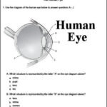 The Eye Worksheet Homeschool Biology Teach Science Science