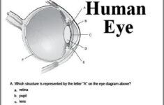 The Eye Worksheet homeschool biology teach science Science