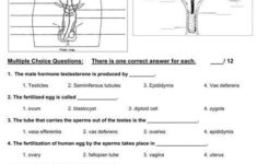 The Female Reproductive System Worksheet Free Update 34 3 The