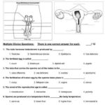 The Female Reproductive System Worksheet Free Update 34 3 The