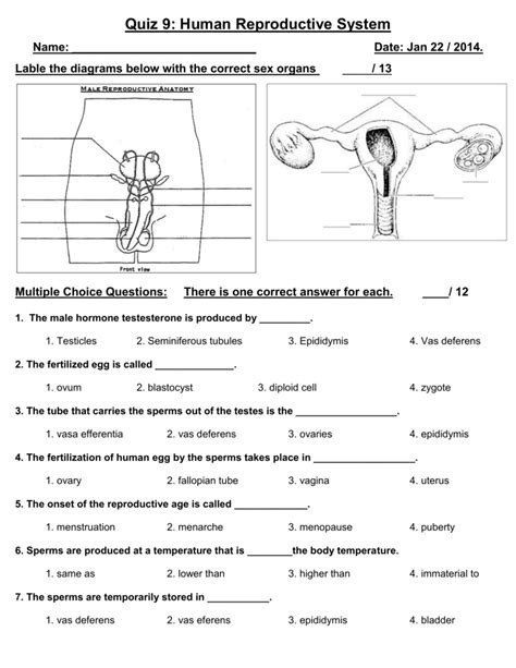 The Female Reproductive System Worksheet Free Update 34 3 The 