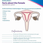 The Female Reproductive System Worksheet Lovely Free Education