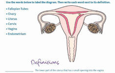 The Female Reproductive System Worksheet Lovely Free Education