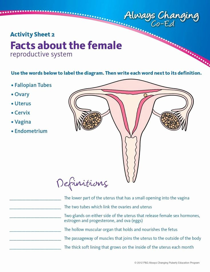 The Female Reproductive System Worksheet Lovely Free Education 