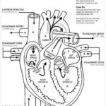 The Heart Internal Anatomy Coloring Sheet Google Search Heart