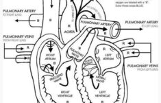The Heart internal Anatomy Coloring Sheet Google Search Heart