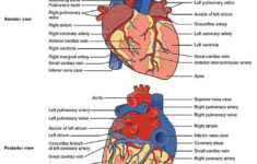 The Heart Of The Cardiac System Anatomy Worksheet 1 Printable