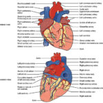 The Heart Of The Cardiac System Anatomy Worksheet 1 Printable