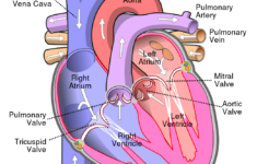 The Heart Of The Cardiac System Anatomy Worksheet 1 Printable