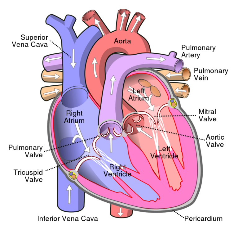 The Heart Of The Cardiac System Anatomy Worksheet 1 Printable | Anatomy ...