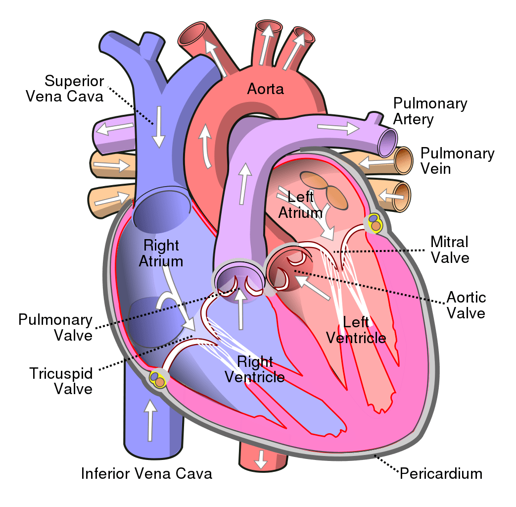 The Heart Of The Cardiac System Anatomy Worksheet 1 Printable 