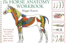 The Horse Anatomy Workbook By Maggie Raynor Trot online