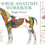 The Horse Anatomy Workbook By Maggie Raynor Trot Online