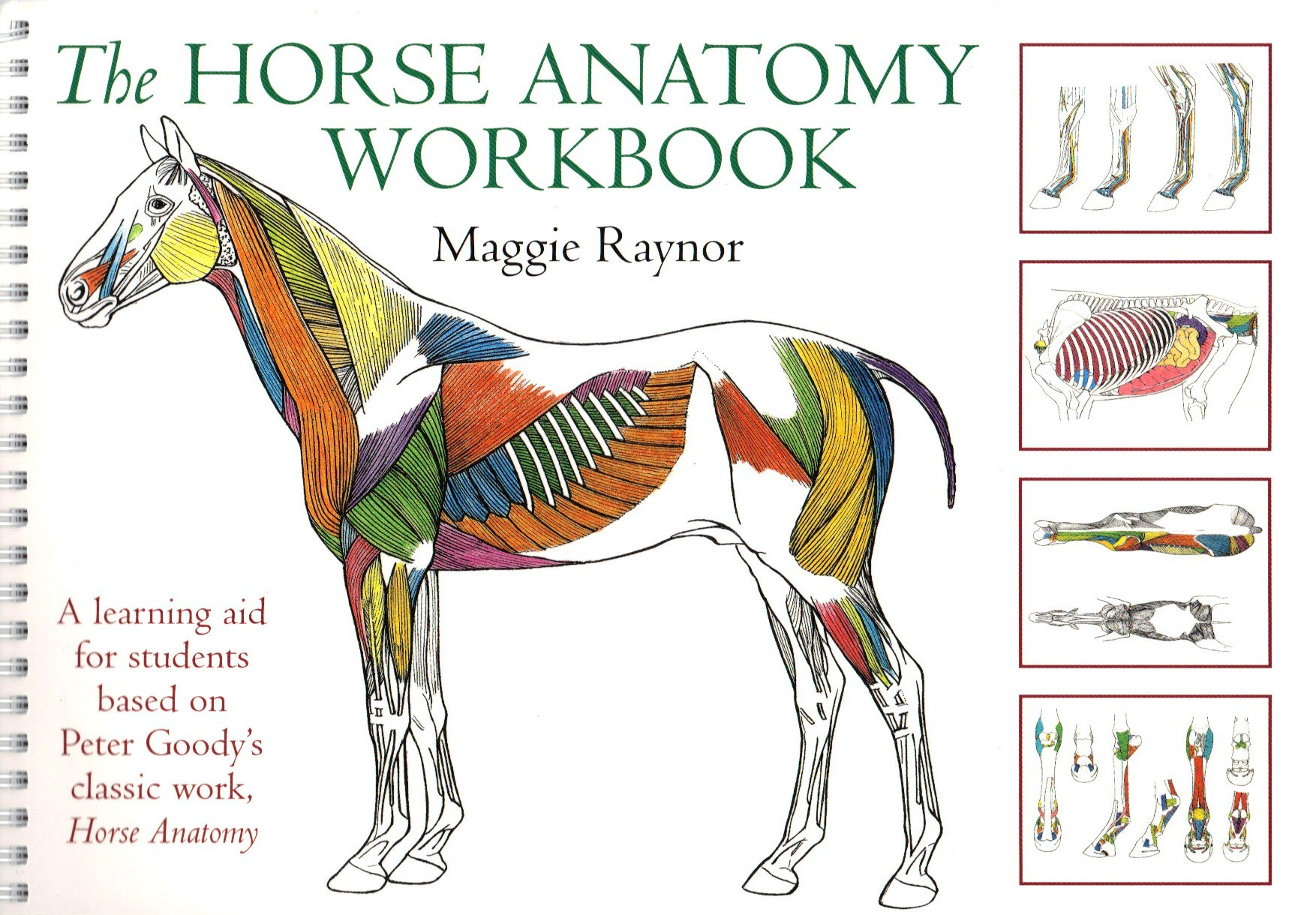 The Horse Anatomy Workbook By Maggie Raynor Trot online