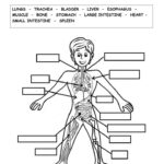 THE HUMAN BODY Interactive Worksheet Body Systems Worksheets Human