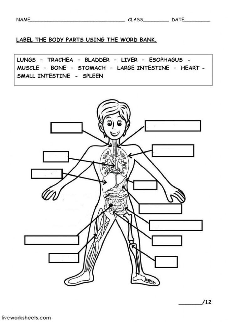 Free Anatomy Worksheets Printable