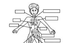 THE HUMAN BODY Interactive Worksheet Body Systems Worksheets Human