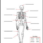 The Human Body Worksheet Packet For 1st 3rd Graders Mamas Learning Corner